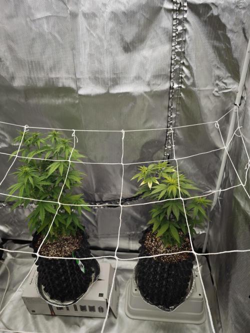 Tutti Fruity mix. Week 8