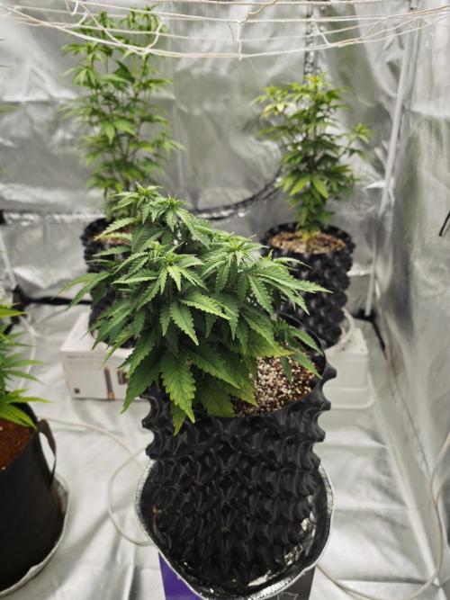 Tutti Fruity mix. Week 8