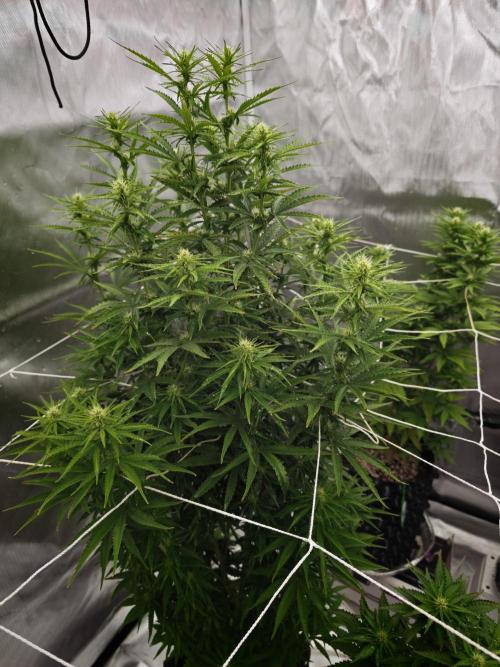 Tutti Fruity mix. Week 9 - Gelato 44