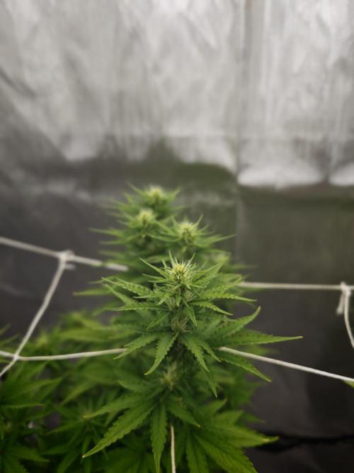 Tutti Fruity mix. Week 9 - Sweet ZZ 