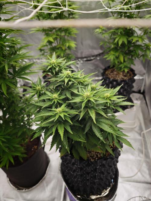 Tutti Fruity mix. Week 9