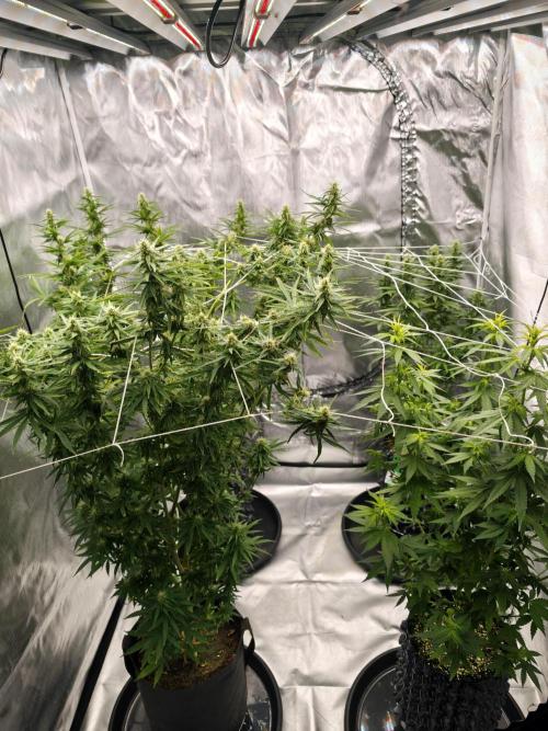 Tutti Fruity mix. Week 10