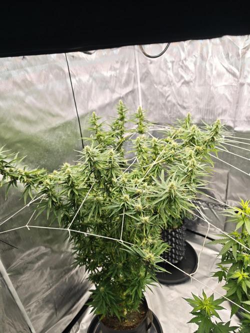 Tutti Fruity mix. Week 10