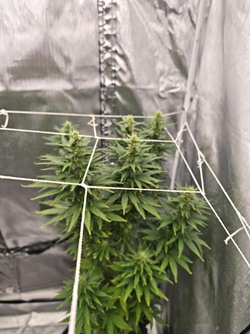 Tutti Fruity mix. Week 10