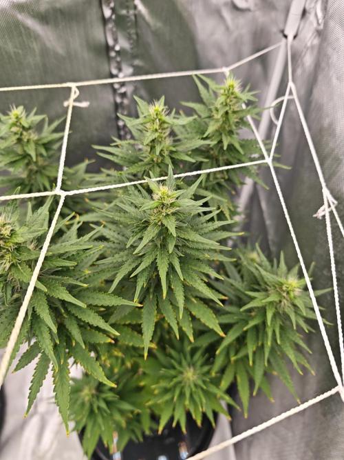 Tutti Fruity mix. Week 10