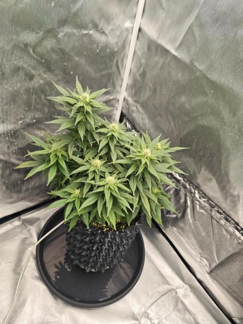 Tutti Fruity mix. Week 10