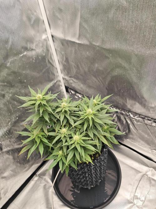 Tutti Fruity mix. Week 10