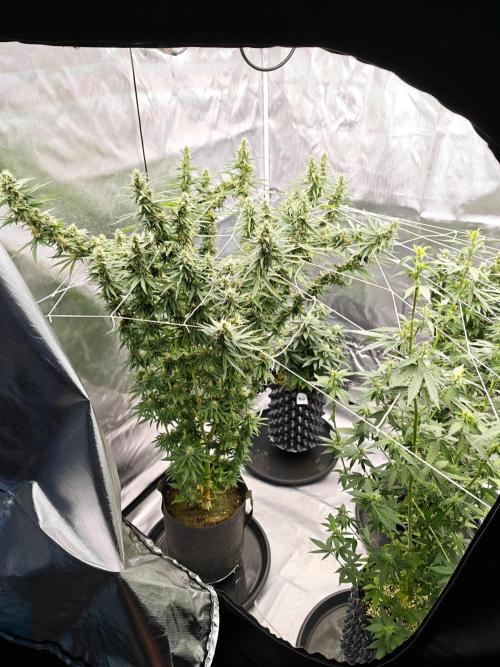 Tutti Fruity mix. Week 11