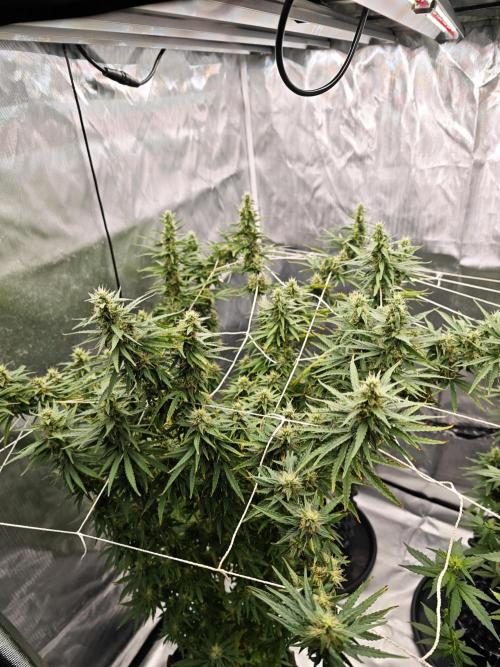 Tutti Fruity mix. Week 11