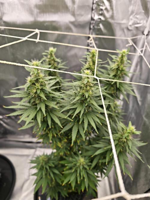 Tutti Fruity mix. Week 11
