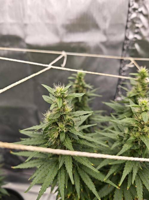 Tutti Fruity mix. Week 11