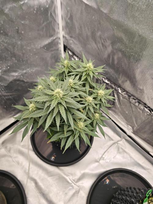 Tutti Fruity mix. Week 11