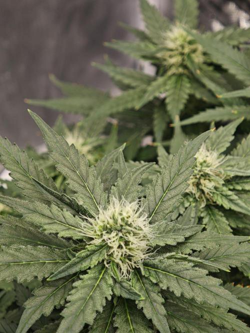 Tutti Fruity mix. Week 11