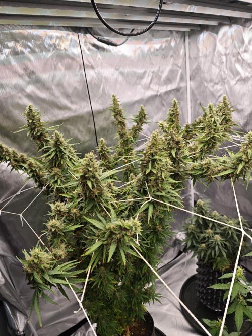 Tutti Fruity mix. Week 12