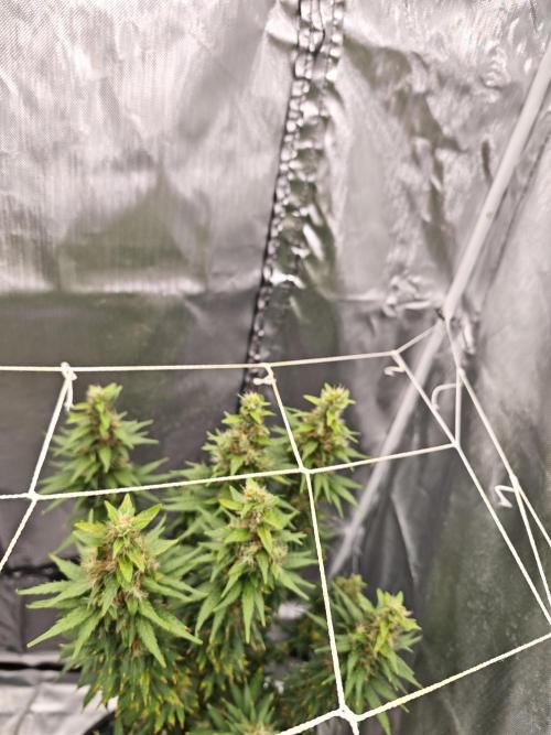 Tutti Fruity mix. Week 12
