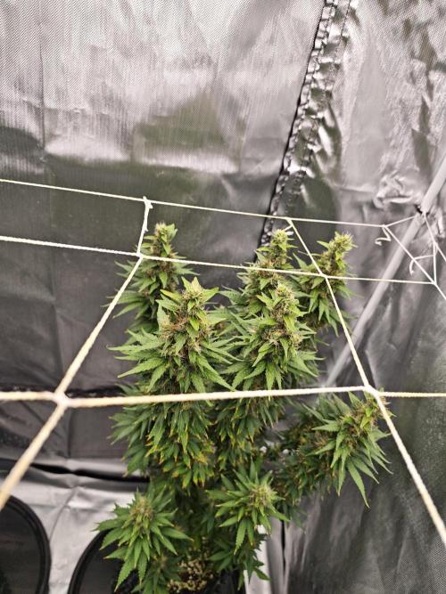 Tutti Fruity mix. Week 12