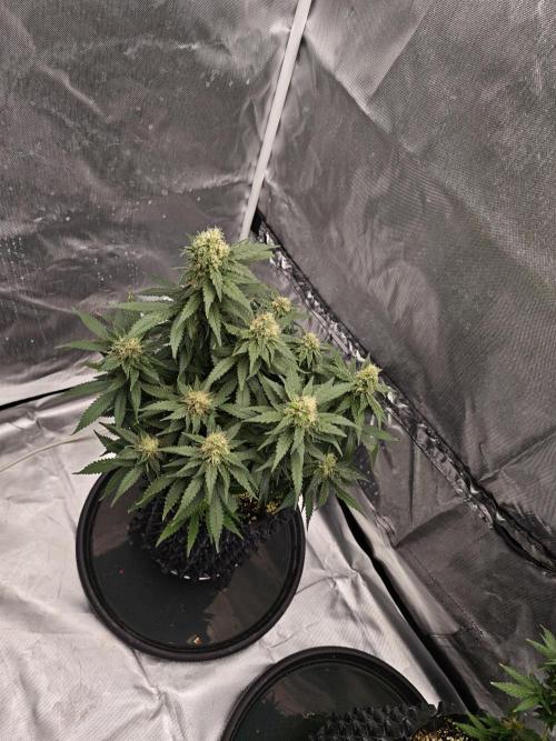 Tutti Fruity mix. Week 12