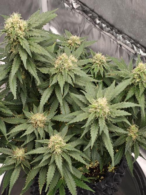 Tutti Fruity mix. Week 12