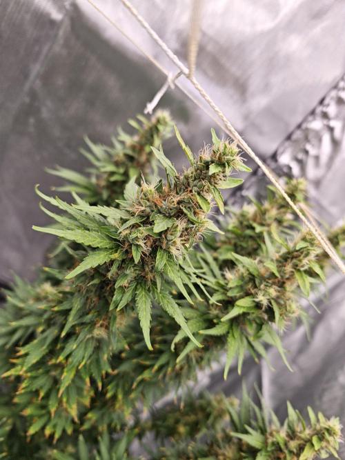 Tutti Fruity mix. Week 12