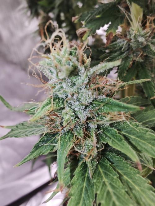 Tutti Fruity mix. Week 12