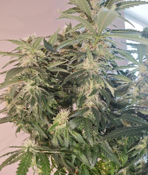 Tutti Fruity mix. Week 12