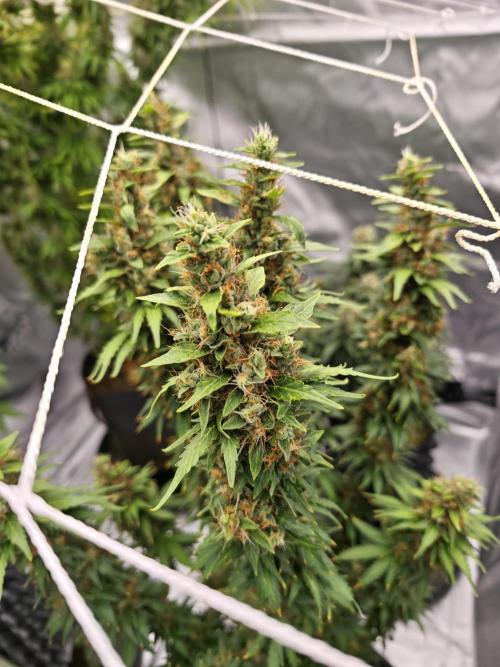 Tutti Fruity mix. Week 13
