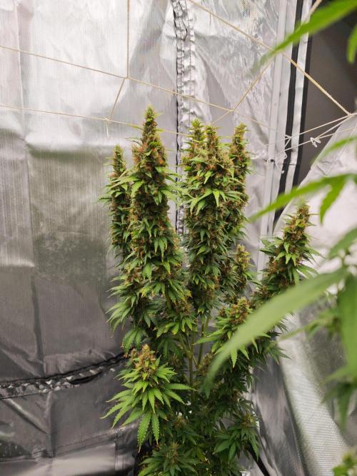 Tutti Fruity mix. Week 13