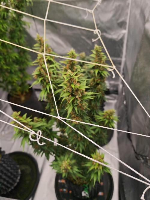 Tutti Fruity mix. Week 13