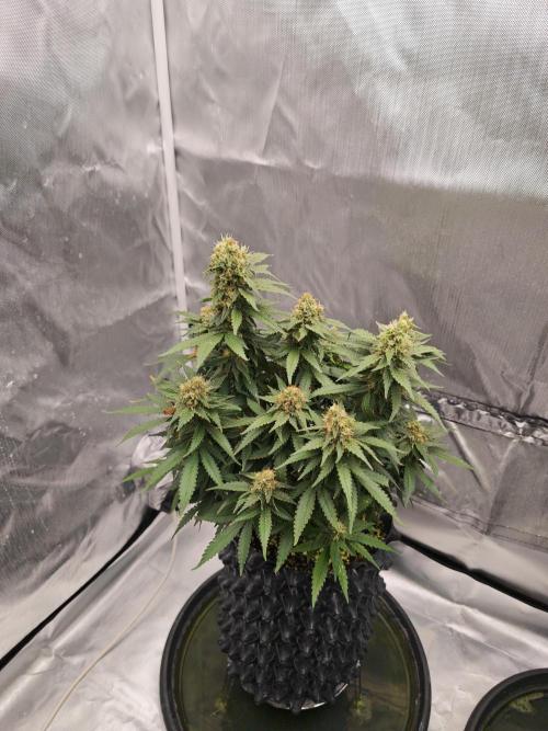 Tutti Fruity mix. Week 13