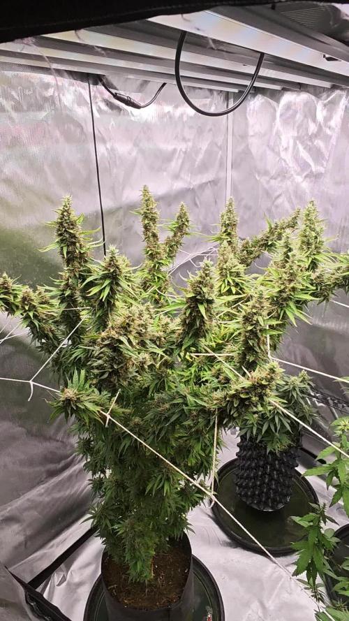 Tutti Fruity mix