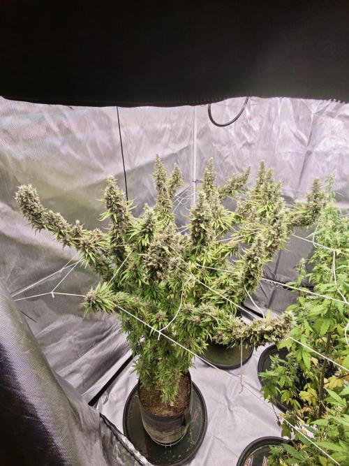 Tutti Fruity mix. Week 14 - Big Mama;)