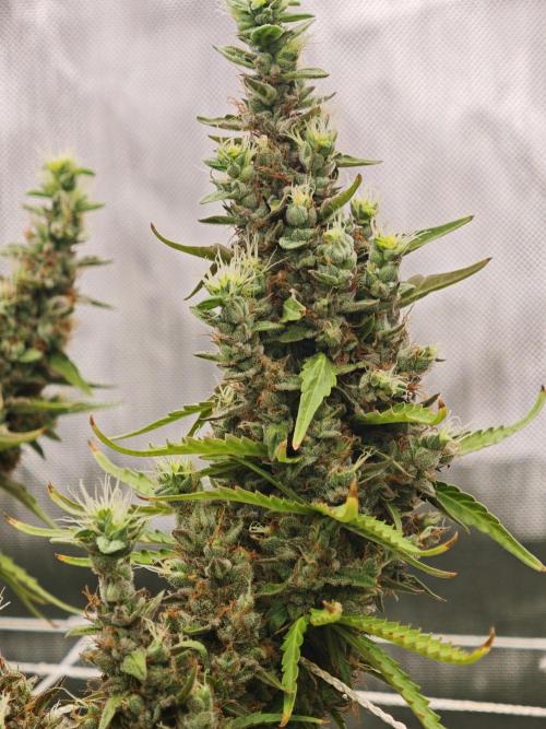 Tutti Fruity mix. Week 14