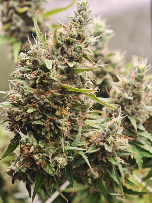 Tutti Fruity mix. Week 14