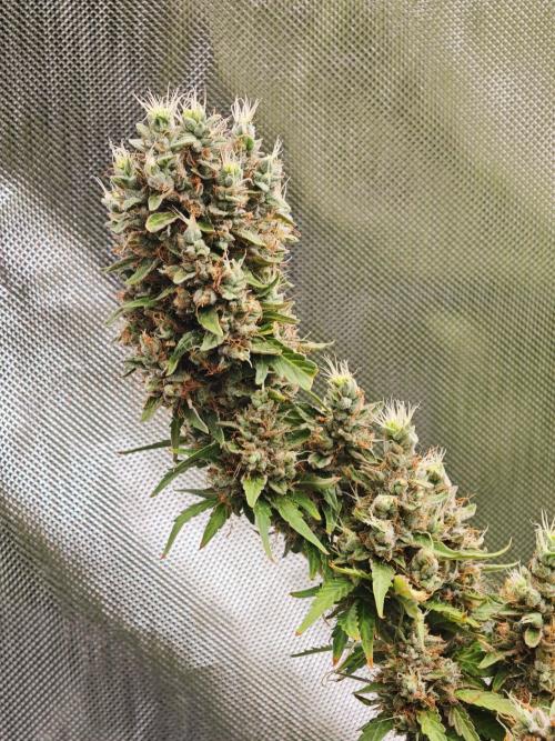 Tutti Fruity mix. Week 14