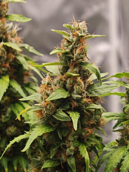 Tutti Fruity mix. Week 14