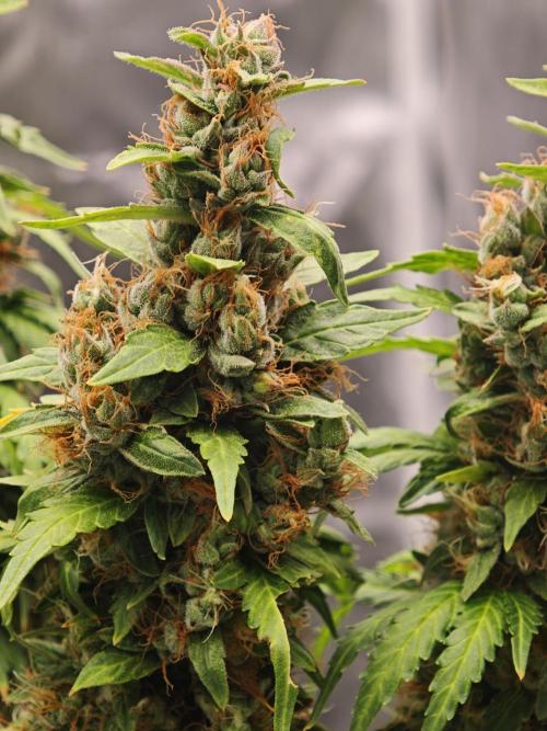 Tutti Fruity mix. Week 14