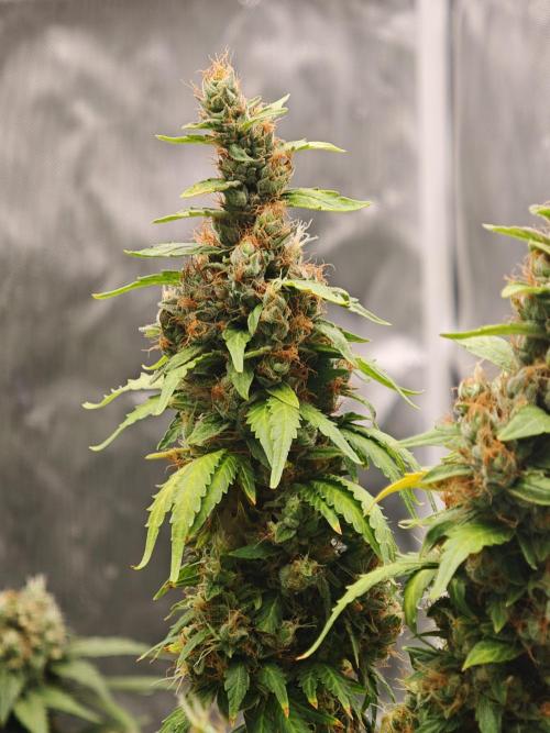 Tutti Fruity mix. Week 14