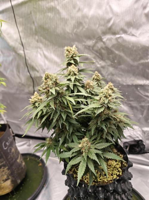 Tutti Fruity mix. Week 14