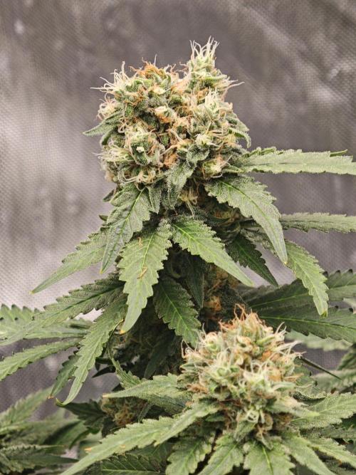 Tutti Fruity mix. Week 14