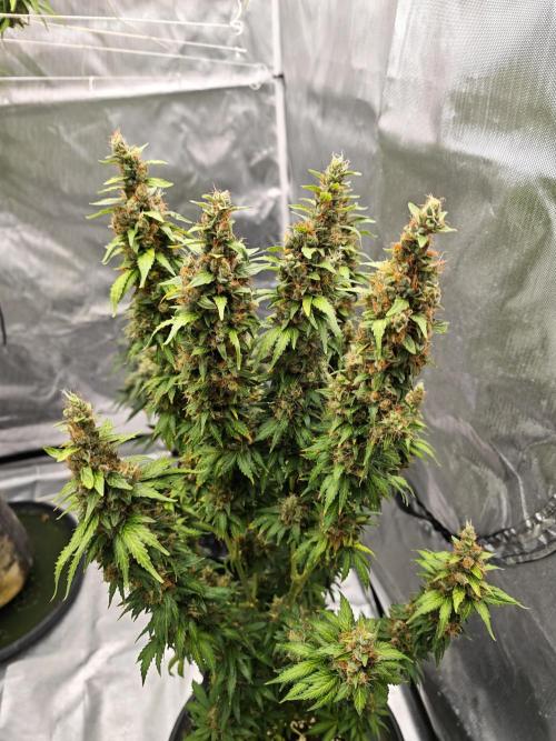 Tutti Fruity mix. Week 14