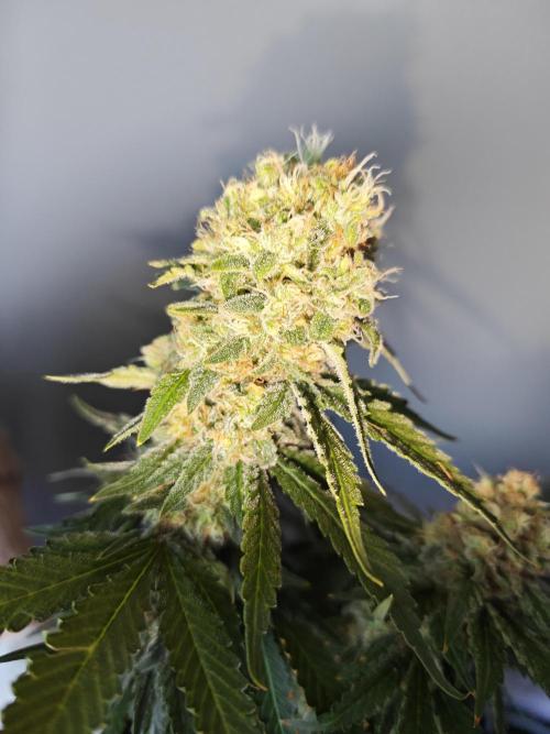 Tutti Fruity mix. Week 15