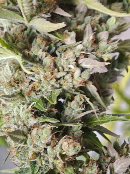 Tutti Fruity mix. Week 15