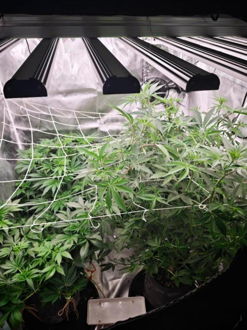 Green poison vs Permanent maker. Week 8