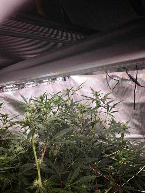 Green poison vs Permanent maker. Week 10 - Pk1