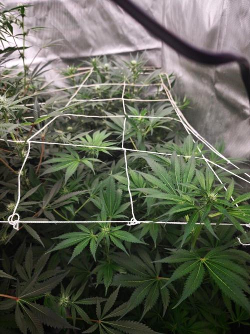 Green poison vs Permanent maker. Week 10 - Pm2