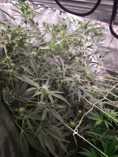 Green poison vs Permanent maker. Week 10 - Crazy PM1😄
