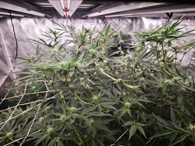 Green poison vs Permanent maker. Week 10