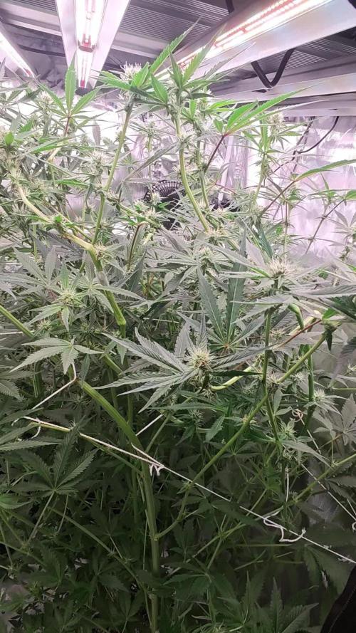 Green poison vs Permanent maker