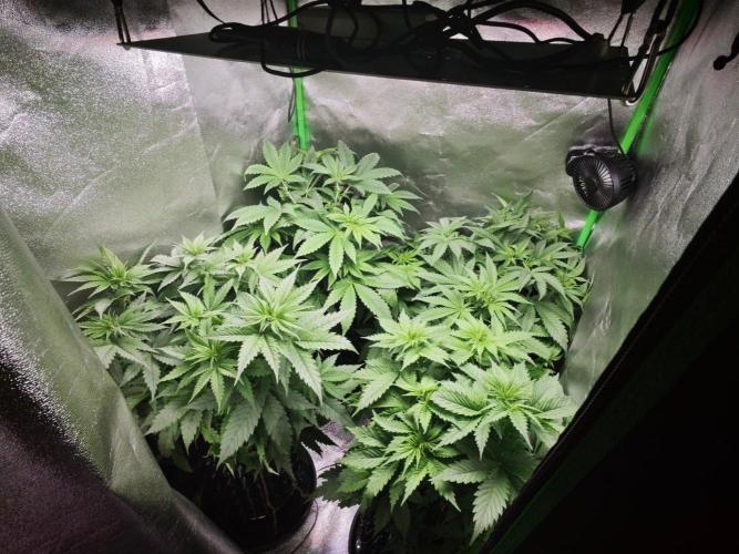 Super silver haze x AK47 x Orange punch. Week 4 - All 4