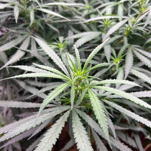 The chronicle of Lebron Haze . Week 1